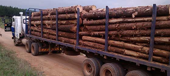 Timber Division - Dedicated to the specialised transport logistics required by this sector.